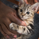 “I hope this human stops petting me so I can go barf in their shoes.” (Photo: The Washington Post/Getty Images)